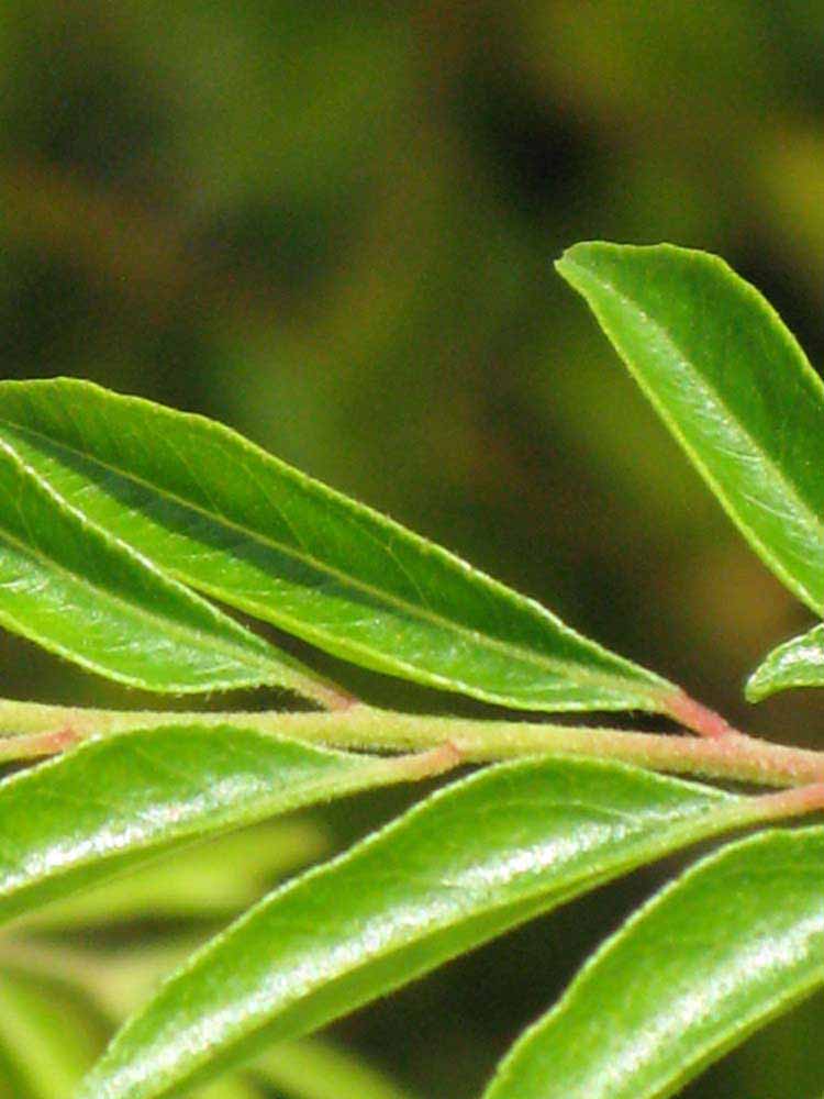              Leaflet (Winter Haven, FL)       